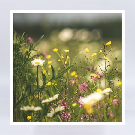 GK 054 Blumenwiese